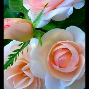 Meet your Posher, Fifi